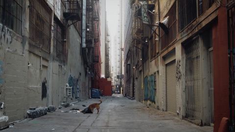 National Search Dog Foundation — From Rescued to Rescuer — frame grab