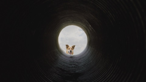National Search Dog Foundation — From Rescued to Rescuer — frame grab