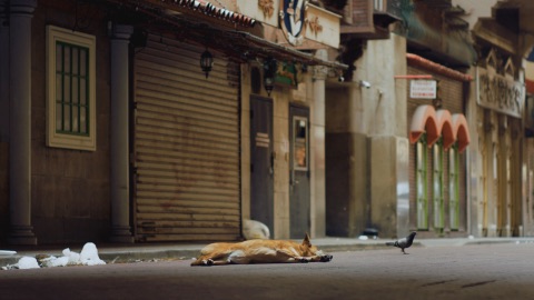 National Search Dog Foundation — From Rescued to Rescuer — frame grab