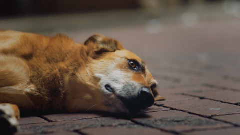 National Search Dog Foundation — From Rescued to Rescuer — frame grab