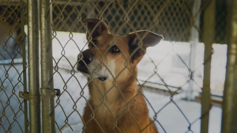 National Search Dog Foundation — From Rescued to Rescuer — frame grab