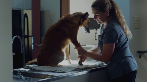 National Search Dog Foundation — From Rescued to Rescuer — frame grab